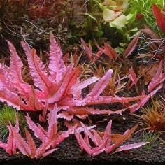 Cryptocoryne wendtii 'Fancy Pink' in vitro 2