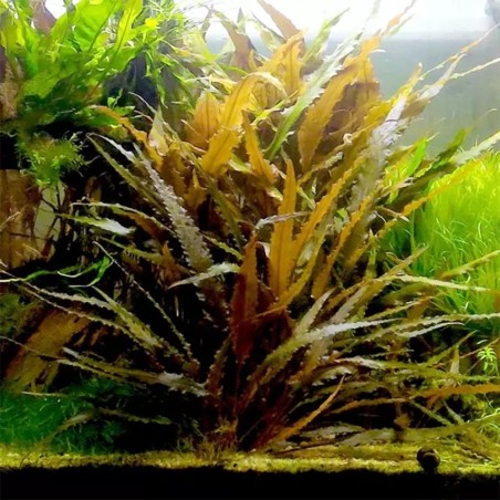 Cryptocoryne Wendtii Brown