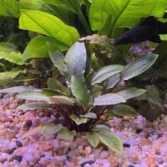 Cryptocoryne Wendtii Brown in Vitro 2