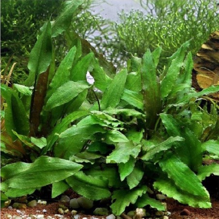 Cryptocoryne Wendtii Green