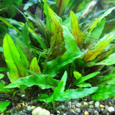 Cryptocoryne Wendtii Green