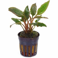 Cryptocoryne Wendtii Red