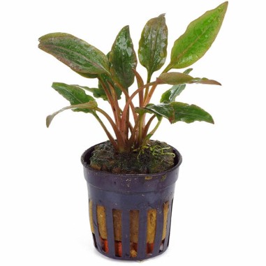 Cryptocoryne Wendtii Red