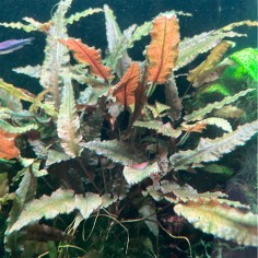 Cryptocoryne Wendtii Red 2