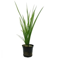 Cyperus Helferii