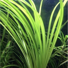 Cyperus Helferii 2