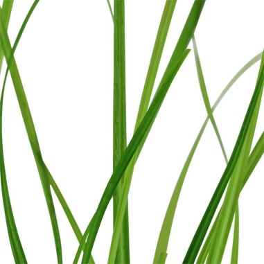 Cyperus Helferii