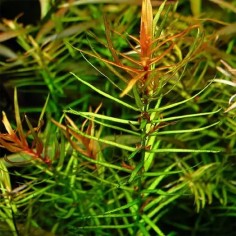 Didiplis Diandra in Vitro 2