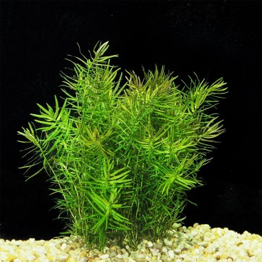 Didiplis Diandra in Vitro