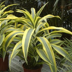 Dracena Sanderiana 2