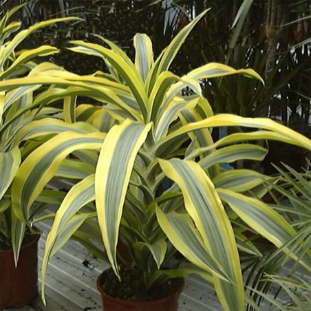 Dracena Sanderiana