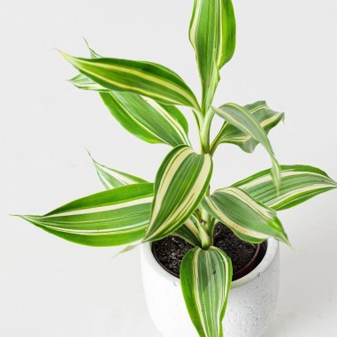 Dracena Sanderiana