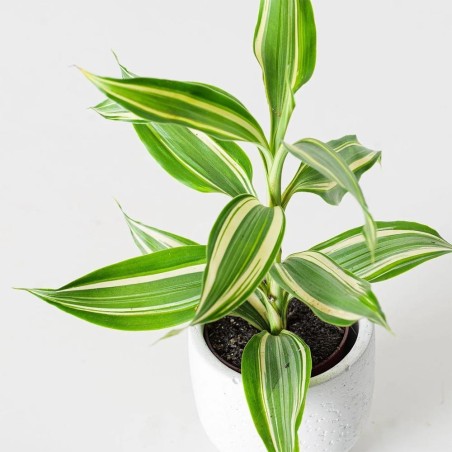 Dracena Sanderiana