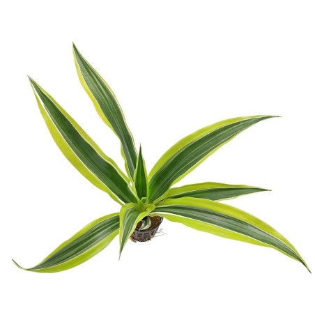 Dracena Sanderiana