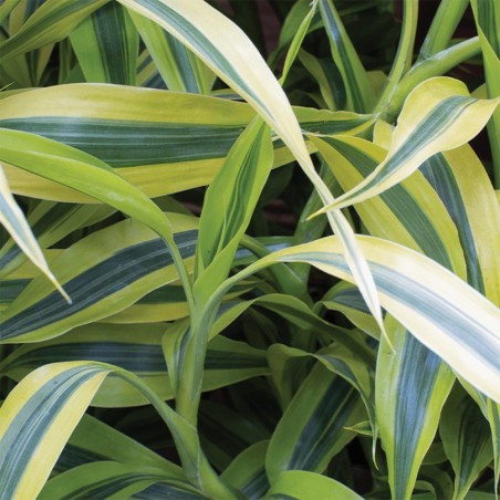 Dracena Sanderiana