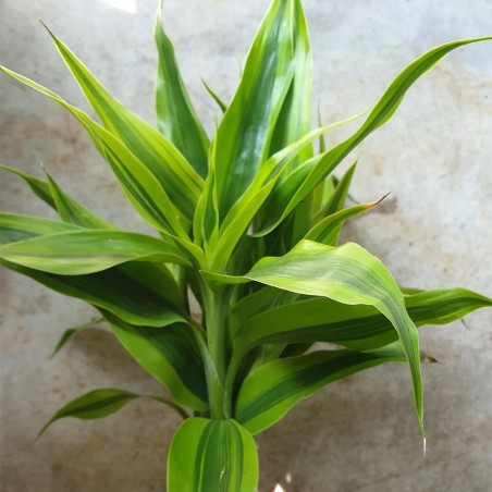 Dracena Sanderiana