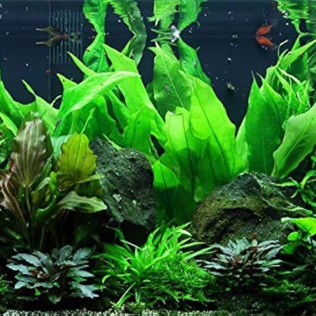 Echinodorus Bleheri