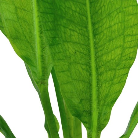 Echinodorus Bleheri