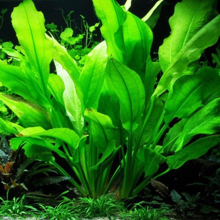 Echinodorus Bleheri