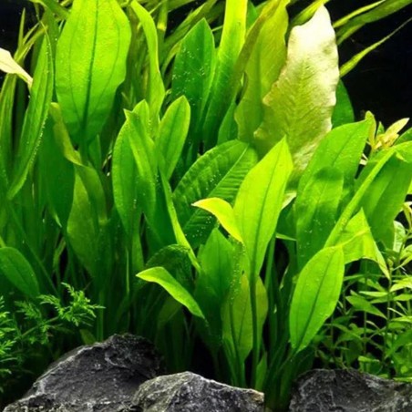 Echinodorus Bleheri