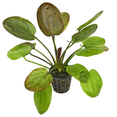 Echinodorus Chrileni