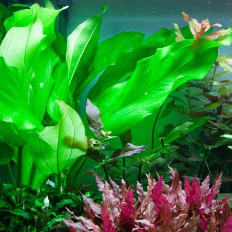 Echinodorus Cordifolius