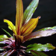 Echinodorus Horemannii Red 2