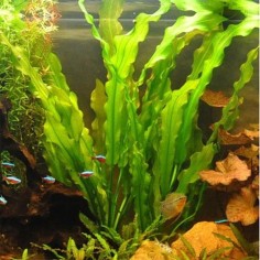 Echinodorus Martii (Major) 2