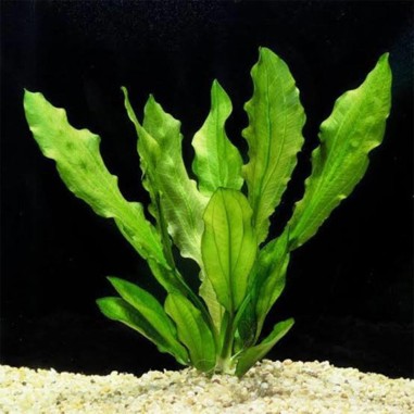 Echinodorus Martii (Major)
