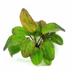 Echinodorus Ozelot Green