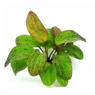 Echinodorus Ozelot Green