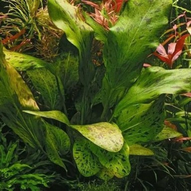 Echinodorus Ozelot Green