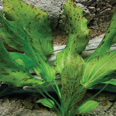 Echinodorus Ozelot Green