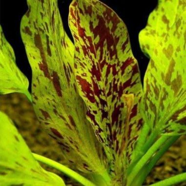 Echinodorus Ozelot Green