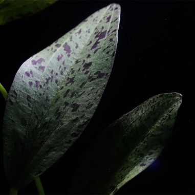 Echinodorus Ozelot Green