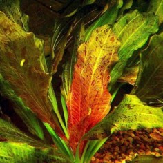 Echinodorus Ozelot Red 2