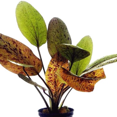 Echinodorus Ozelot Red