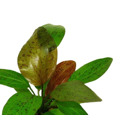 Echinodorus Ozelot Red