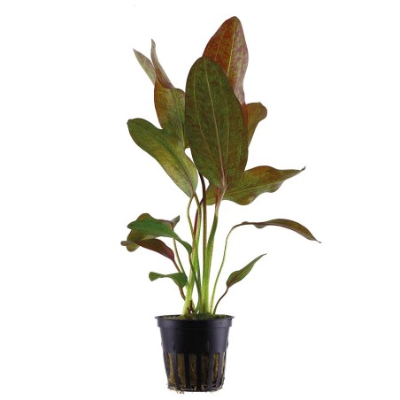 Echinodorus Ozelot Red