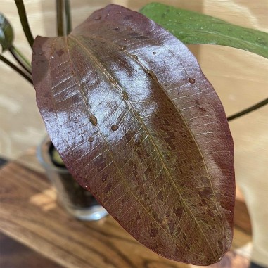 Echinodorus Ozelot Red
