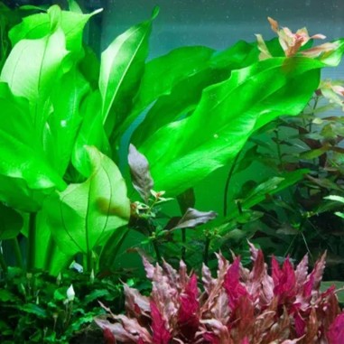 Echinodorus Parviflorus