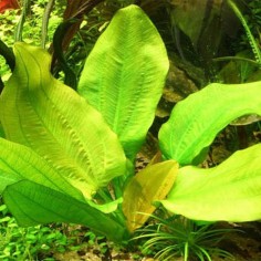 Echinodorus Radicans 2
