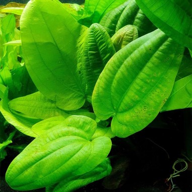 Echinodorus Radicans