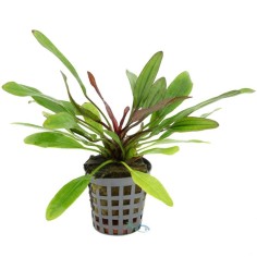 Echinodorus Red Devil