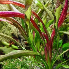 Echinodorus Red Devil 2