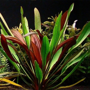 Echinodorus Red Devil