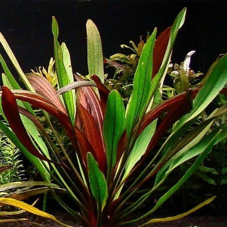 Echinodorus Red Devil