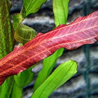 Echinodorus Red Devil
