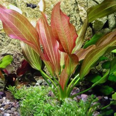 Echinodorus Rubin 2