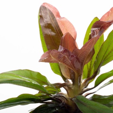 Echinodorus Rubin